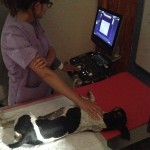 Práctica curso NEXO - MEDICALSCAN